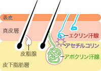 汗腺断面図