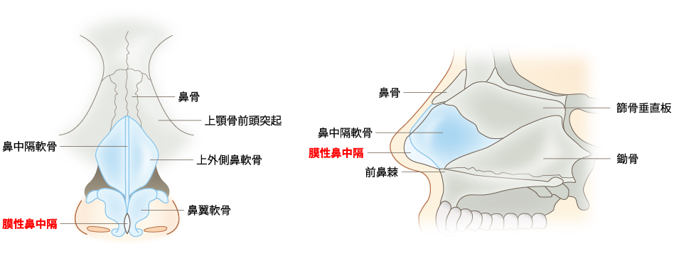 膜性鼻中隔とは？