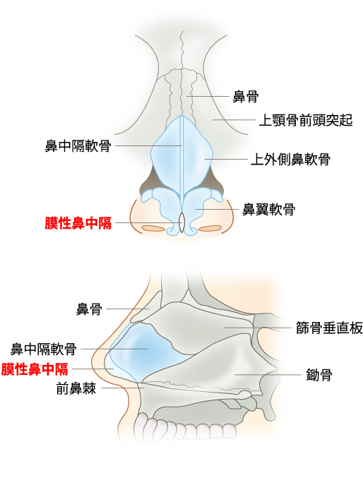 膜性鼻中隔とは？